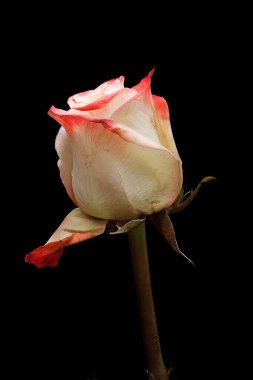 Siyah bir arka planda izole edilmiş güzel bir gül.