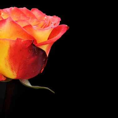 Siyah bir arka planda izole edilmiş güzel bir gül.