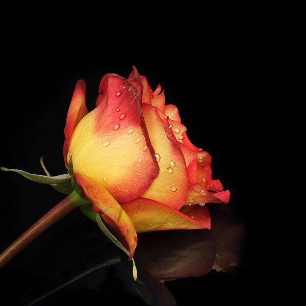 Beautiful rose isolated on a black background