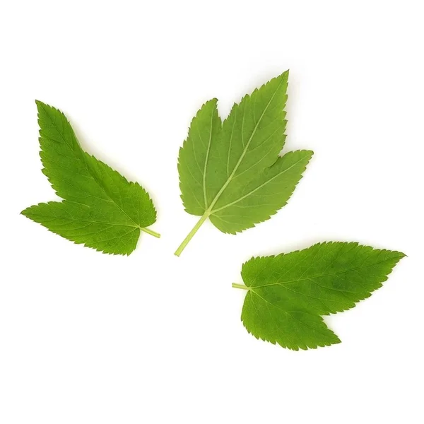 Groene Bladeren Van Gras Geïsoleerd Een Witte Achtergrond — Stockfoto