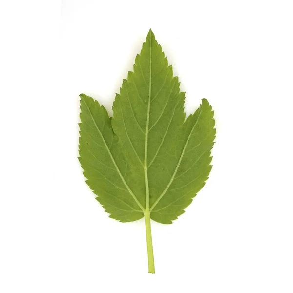 Beyaz Arka Planda Yeşil Çimen Yaprağı Izole — Stok fotoğraf