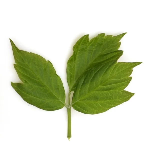 Beyaz Arka Planda Yeşil Çimen Yaprağı Izole — Stok fotoğraf