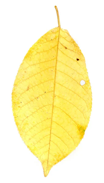 Gelbes Herbstblatt Auf Isoliertem Weißem Hintergrund — Stockfoto