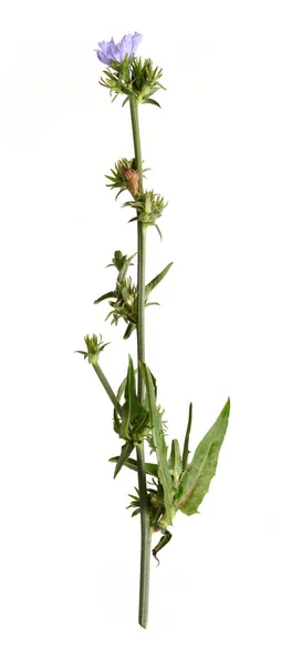 Kék Cikória Virág Elszigetelt Fehér Háttér — Stock Fotó