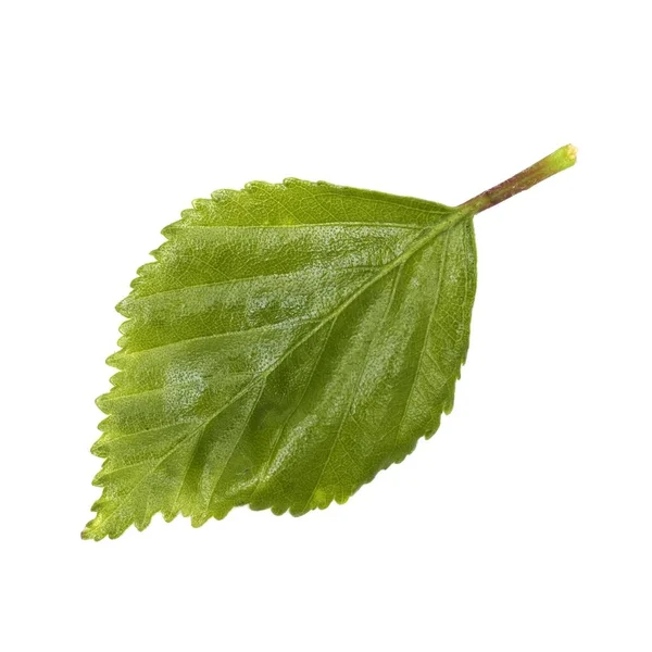 Beyaz Arkaplanda Yeşil Yaprak Izole — Stok fotoğraf