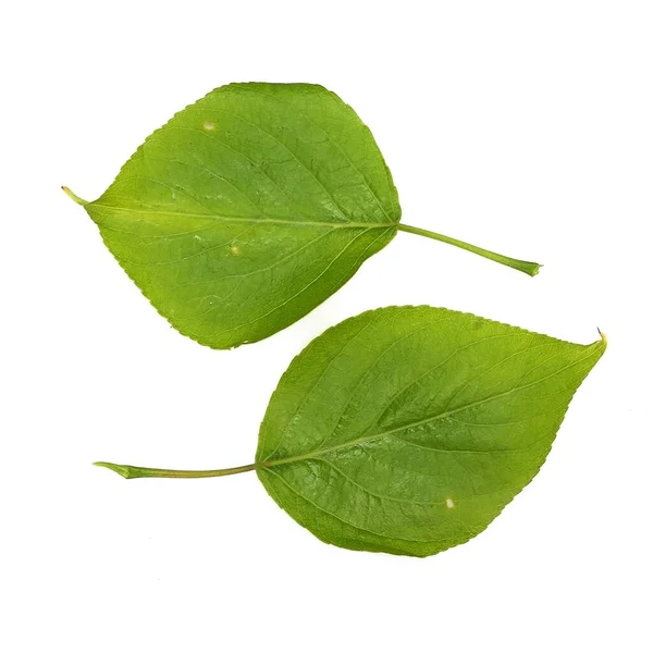 Hojas Verdes Aisladas Sobre Fondo Blanco —  Fotos de Stock