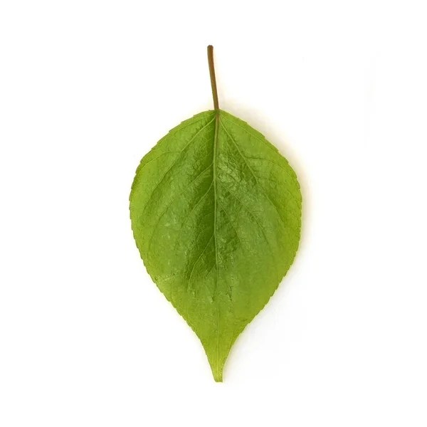 Beyaz Arkaplanda Yeşil Yaprak Izole — Stok fotoğraf