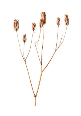 Beyaz arka planda izole edilmiş kuru çimenler