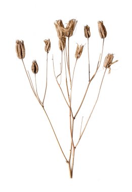 Beyaz arka planda izole edilmiş kuru çimenler