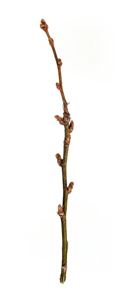 Pflanzenzweig Ohne Blätter Isoliert Auf Weißem Hintergrund — Stockfoto
