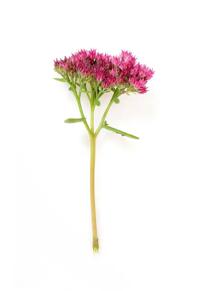 Rózsaszín Virág Elszigetelt Fehér Alapon — Stock Fotó