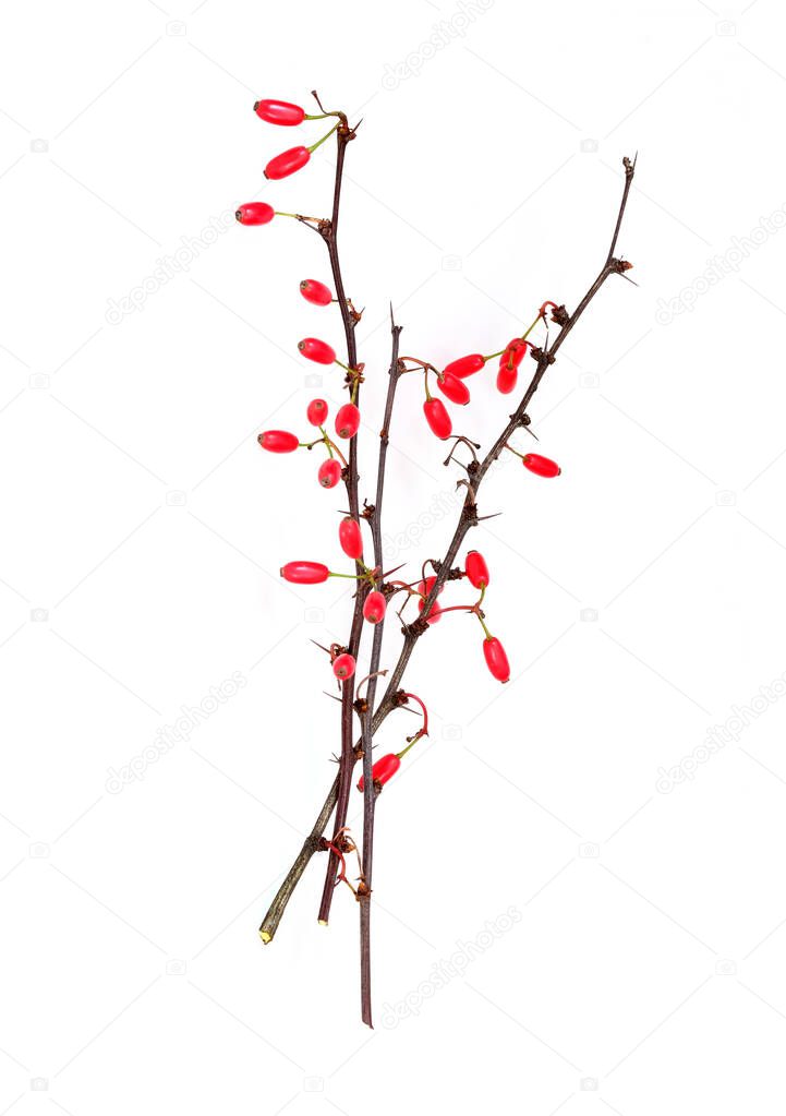 Thorny branch of barberry bush with red berries isolated on white background