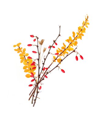 Böğürtlen çalılarının dikenli dalları ve beyaz arka planda kırmızı böğürtlenler