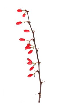 Beyaz arka planda kırmızı böğürtlenli böğürtlen dalları