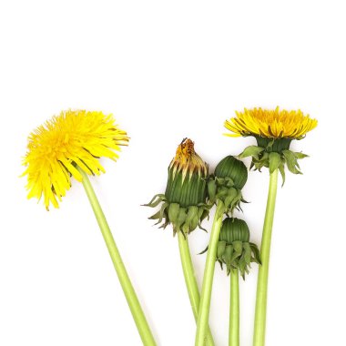 Beyaz arkaplanda izole edilmiş sarı karahindibalar.