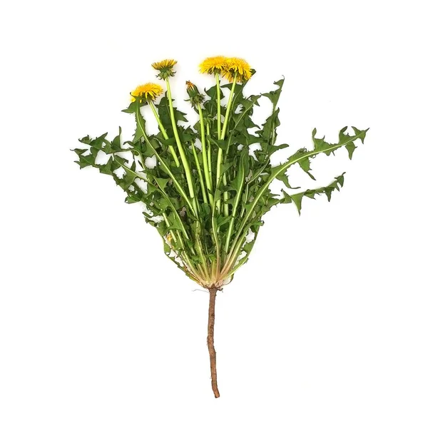 Gele Paardebloemen Geïsoleerd Een Witte Achtergrond — Stockfoto