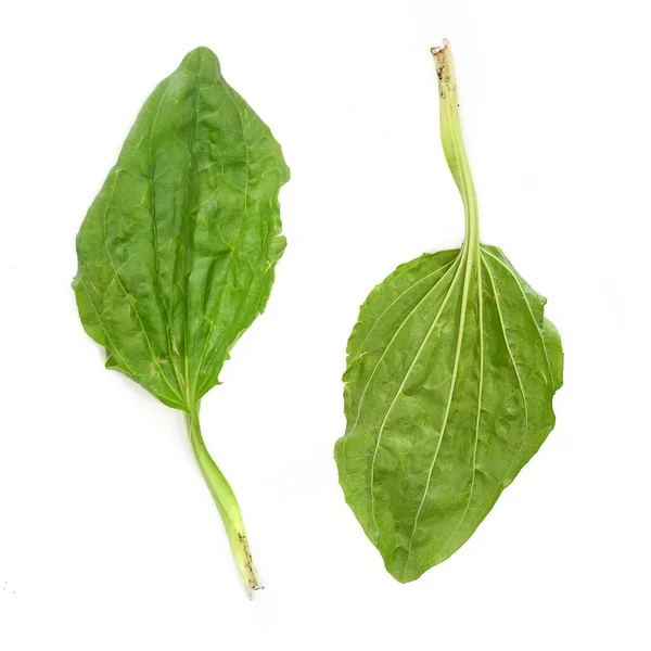 白地に孤立した植物の葉 — ストック写真