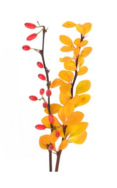 Böğürtlen çalılarının dikenli dalları ve beyaz arka planda kırmızı böğürtlenler