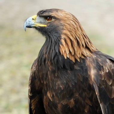 Doğancılık için vahşi kuş bulanık arka planda izole