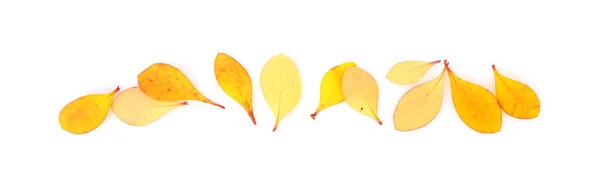 Folhas Outono Amarelas Fundo Branco Isolado — Fotografia de Stock