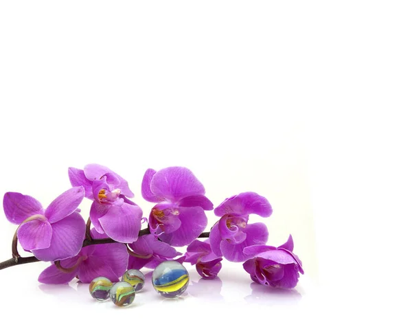 Красивая Орхидея Изолирована Белом Фоне Негативное Пространство — стоковое фото
