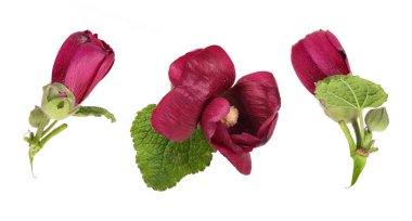 Beyaz arkaplanda izole edilmiş pembe çiçek