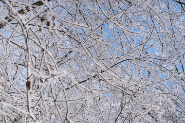 Kış manzarası: Mavi gökyüzüne karşı soğuk bir kış gününde ağaç dalları