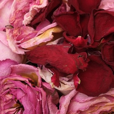Kurumuş kırmızı ve pembe güllerin arka planı