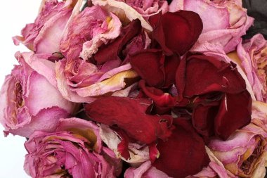 Kurumuş kırmızı ve pembe güllerin arka planı