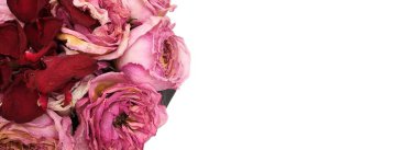 Kurumuş kırmızı ve pembe güller beyaz arka planda izole edilmiş.