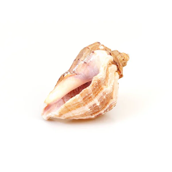 Natural Sea Shell Isolated White Background — Stock Photo, Image