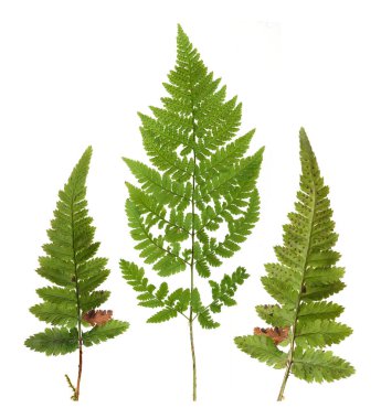 Beyaz arkaplanda yeşil eğrelti otu dalı izole