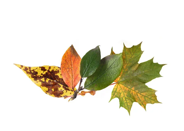 Rote Gelbe Und Grüne Herbstblätter Isoliert Auf Weißem Hintergrund — Stockfoto