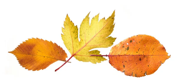 Rote Und Gelbe Herbstblätter Isoliert Auf Weißem Hintergrund — Stockfoto