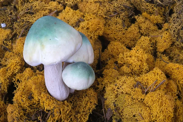 White Green Mushrooms Background Yellow Moss — Stock Photo, Image