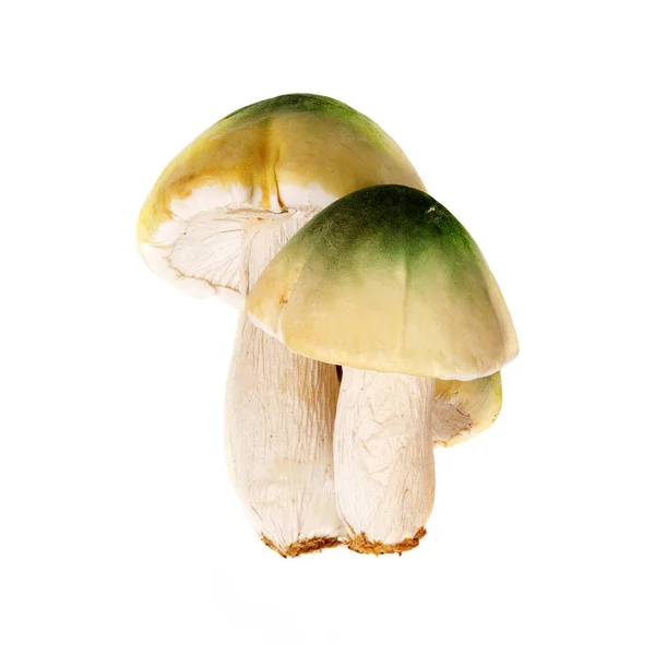 Três Cogumelos Branco Verdes Isolados Sobre Fundo Branco — Fotografia de Stock