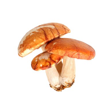 Beyaz arka planda izole edilmiş üç sarı-kırmızı mantar