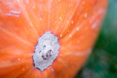 Cadılar Bayramı arka planı için turuncu olgun balkabağı yüzeyi