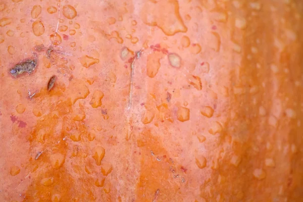 Superficie Calabaza Madura Naranja Para Fondo Halloween — Foto de Stock