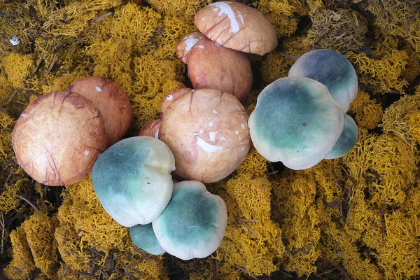 Cogumelos Brancos Verdes Contexto Musgo Amarelo — Fotografia de Stock