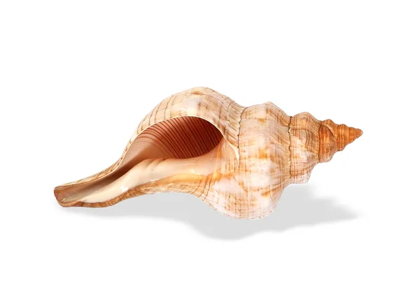 Natural Sea Shell Isolated White Background Design Element Clipping Path — Stock Photo, Image