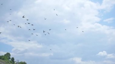 Güvercinler yalan. taş kule içinde belgili tanımlık geçmiş. Bir sürü Güvercin. Yavaş hareketleri.