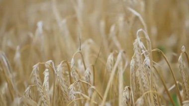 buğday alanında Rüzgar. yavaş hareketleri.