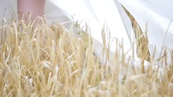 Chica vestida de blanco en el viento, caminando por un campo de trigo. .. cámara lenta . — Vídeos de Stock