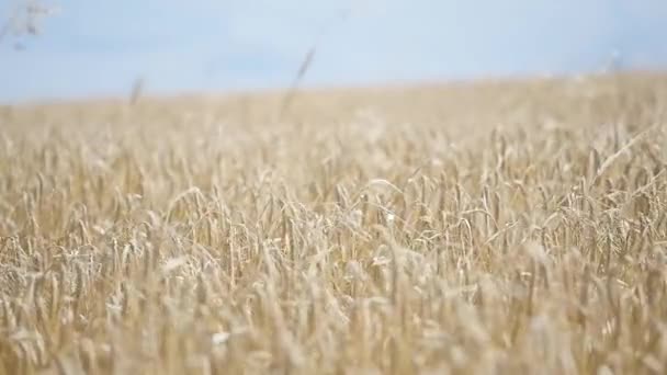 Campo de trigo en el viento. mociones lentas . — Vídeo de stock