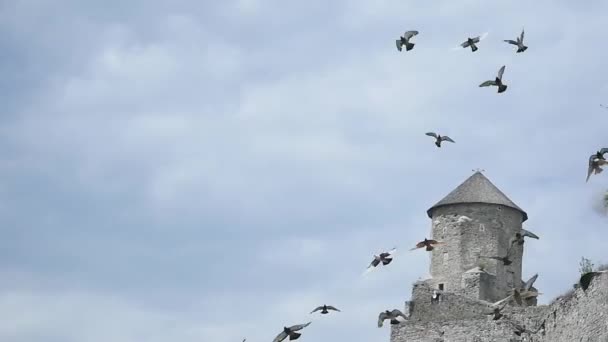 飛んでいるハト。バック グラウンドで石の塔。ハトの群れ。遅い動き. — ストック動画