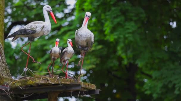 Models storks on a background of green trees. — Stock Video