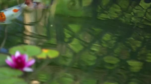 Lotus auf dem Wasser. Orangen Fisch im Wasser. — Stockvideo