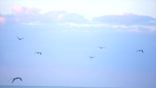 Las gaviotas vuelan sobre el mar. Manada de gaviotas volando sobre el mar . — Vídeo de stock