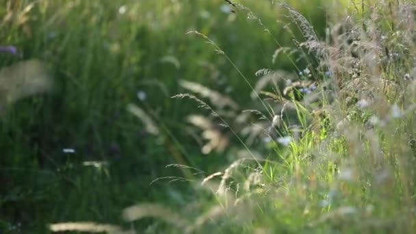 Frühlingsgras im Wind — Stockvideo